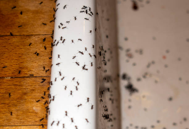 Best Ant Control Services  in Tarrytown, NY